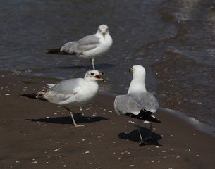 Ring-billed Gull (Seagull)