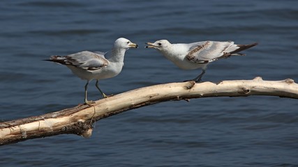 Ring-billed Gull (Seagull)