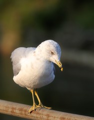 Ring-billed Gull (Seagull)