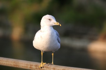 Ring-billed Gull (Seagull)