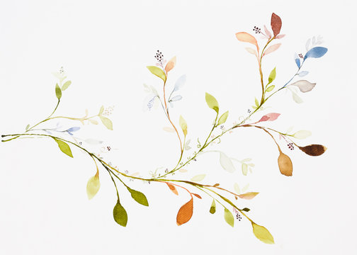 Picture water colour, hand draw, leaves, branches, ivy.