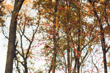 Group of robins eating red berries on a tree in the woods in Autumn