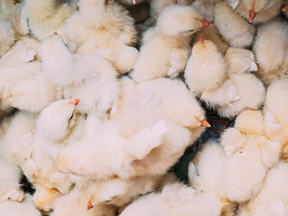 Vibrant Market Scene: Adorable Chicks for Sale