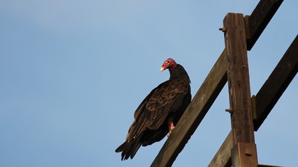 Turkey Vulture
