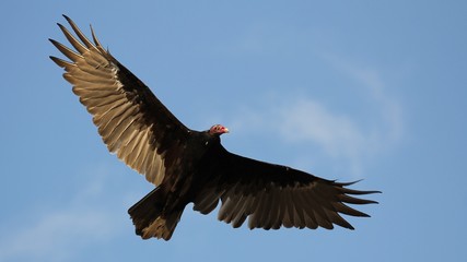 Obraz premium Turkey Vulture