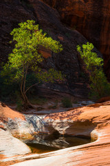 Small pond and green tree amidst dry desert sandstone 