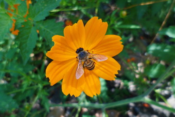 flor, insecto, abeja, naturaleza, color, amarilla, anaranjado, verde, pétalos, hermosa.
