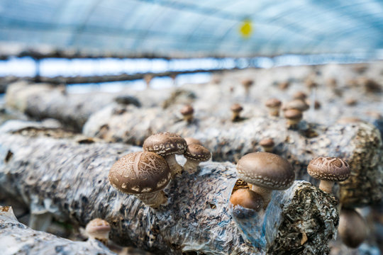 Greenhouse environment for mushroom cultivation