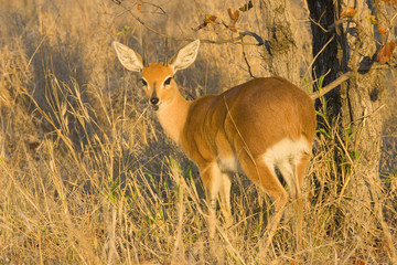 A Steenbok antelope in the African wilderness
