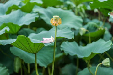 Fototapeta premium Seedpod of the lotus and the withered lotus