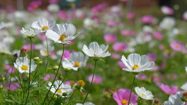 Cosmos flowers field blooming in spring season. Royalty high-quality free stock video footage of beautiful garden with white cosmos flower and pink cosmos flower in sunny day and swaying in wind 
