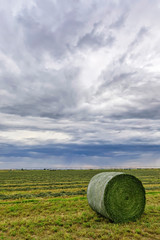 Bales of Hay in Rolls on Fields of Alfalfa © Mark