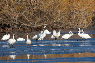 Obraz premium Migrating Tundra Swans cast reflections on icy waters.
