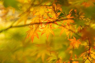 小諸城址懐古園　紅葉まつり