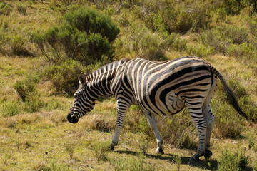 Fototapeta na wymiar Burchell's Zebra mare heavily pregnant with large belly.