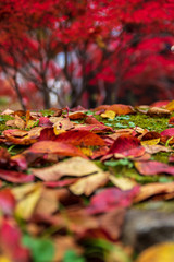 小諸城址懐古園　紅葉まつり
