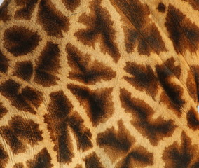 Close up of a giraffe's skin showing brown markings against a lighter background.