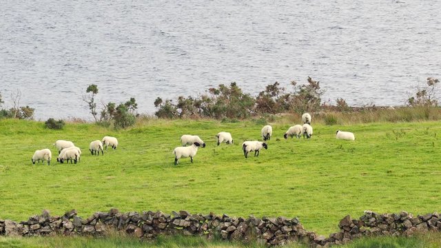 Sheep grazing next to Lough Nafooey, in the Connemara area of Ireland.