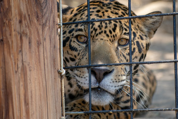 Close-up of a jaguar (Panthera onca) behind a security fence in a zoo