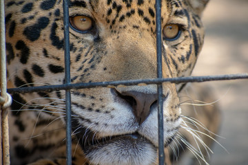 Close-up of a jaguar (Panthera onca) behind a security fence in a zoo