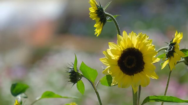Sunflowers garden in sunshine and sunny day background. Royalty high-quality free stock video footage of sunflower field blooming in garden. Sunflowers in bloom texture and background for designer 
