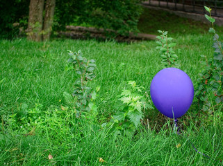blue balloon lying on the grass