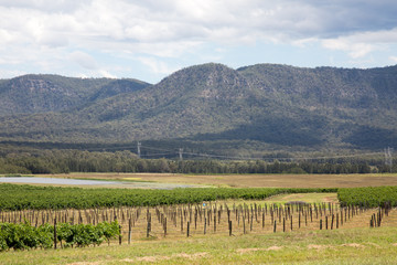 Fototapeta na wymiar Hunter Valley Wine region in New South Wales.