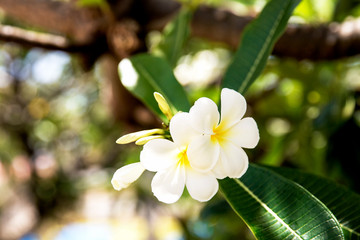 White Plumeria flowers in full bloom
