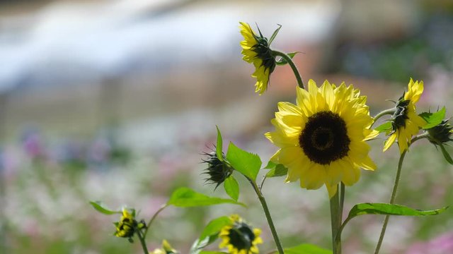 Sunflowers garden in sunshine and sunny day background. Royalty high-quality free stock video footage of sunflower field blooming in garden. Sunflowers in bloom texture and background for designer 