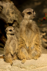Fototapeta premium Meerkat (Suricata suricatta).