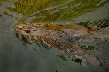 Eurasian beaver (Castor fiber) . © Elena