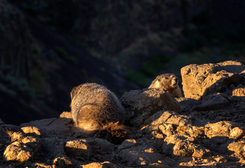 Marmots on a cliff
