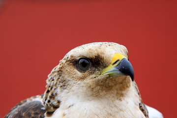 eagle head shots