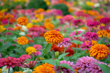 Zinnia flowers in the garden is a popular flower grown in the house and the place because many beautiful colors.