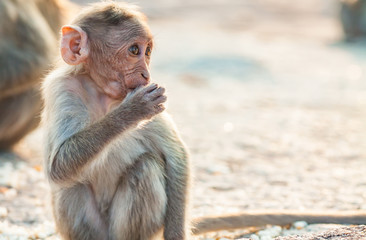 Baby monkey is eating among other monkeys