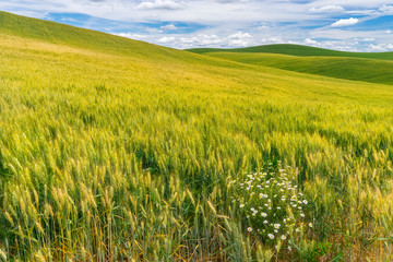 Palouse Region of Washington