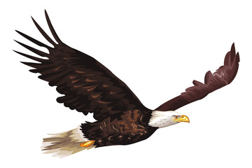 wild eagle cartoon