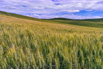 Palouse Region of Washington
