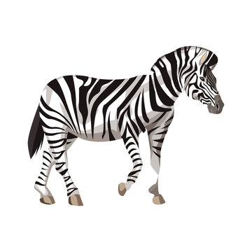 Zebra wild animal