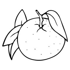 Vector hand drawn outlined mandarin. Contour sketch isolated on white background. Citrus design elements. Can be used for cards, invitations, gift wrap, print, scrap, menu, kitchen.