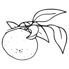 Vector hand drawn outlined mandarin. Contour sketch isolated on white background. Citrus design elements. Can be used for cards, invitations, gift wrap, print, scrap, menu, kitchen.