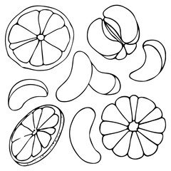 Vector hand drawn outlined slices of mandarin. Contour sketch isolated on white background. Citrus design elements. Can be used for cards, invitations, gift wrap, print, scrap, menu, kitchen.