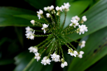 Cola De Gallo at garden