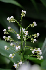 Cola De Gallo at garden