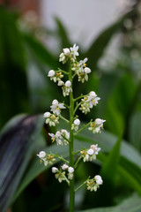 Cola De Gallo at garden