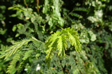 Close up of leaves