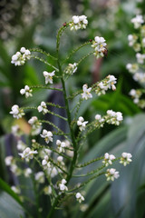 Cola De Gallo at garden