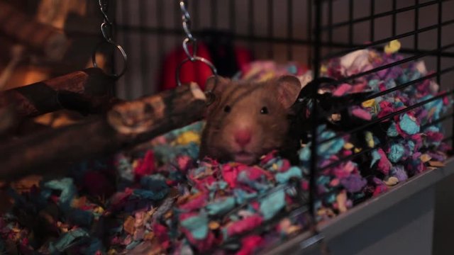 An Curious Hamster just Woke Up and she is Coming Outside of her own made house!