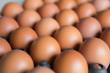 Eggs in a plastic panel