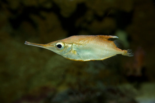 Longspine snipefish (Macroramphosus scolopax).